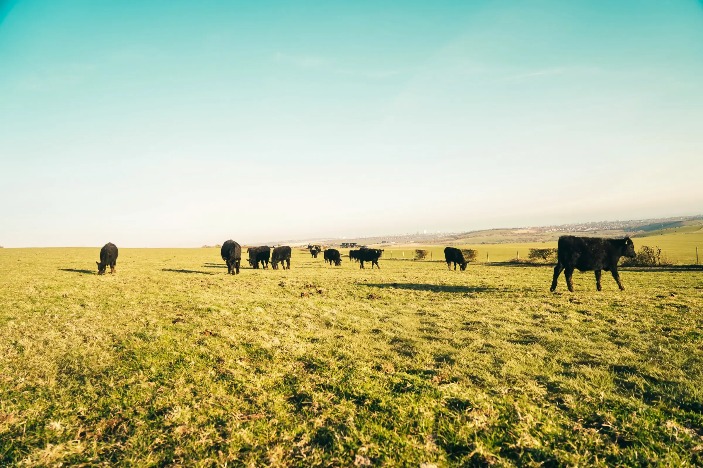 Dairy manufacturing process with quality
